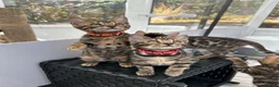 Bengal cats for sale: ❤️ Gorgeous Pure Bengal Babies! ❤️ - Advert 19