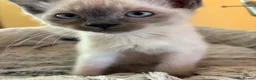 Tonkinese cats for sale: Exquisite Tonkdolls - Advert 14