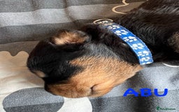 Rottweiler dogs for sale: Family bred and loved Rottweiller puppies - Image 6