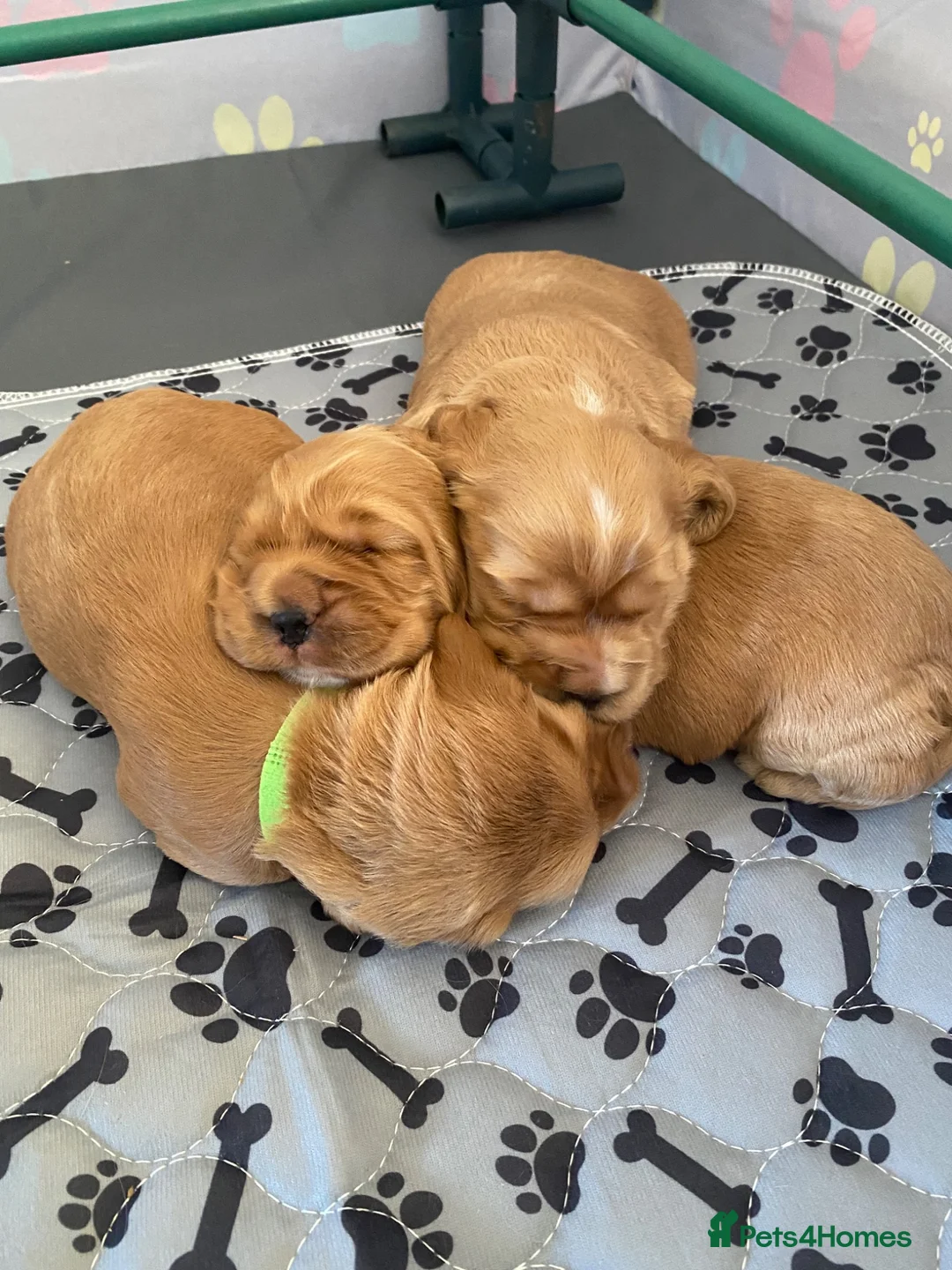 Cocker Spaniel dogs for sale: Show Cocker Puppies - Advert 2