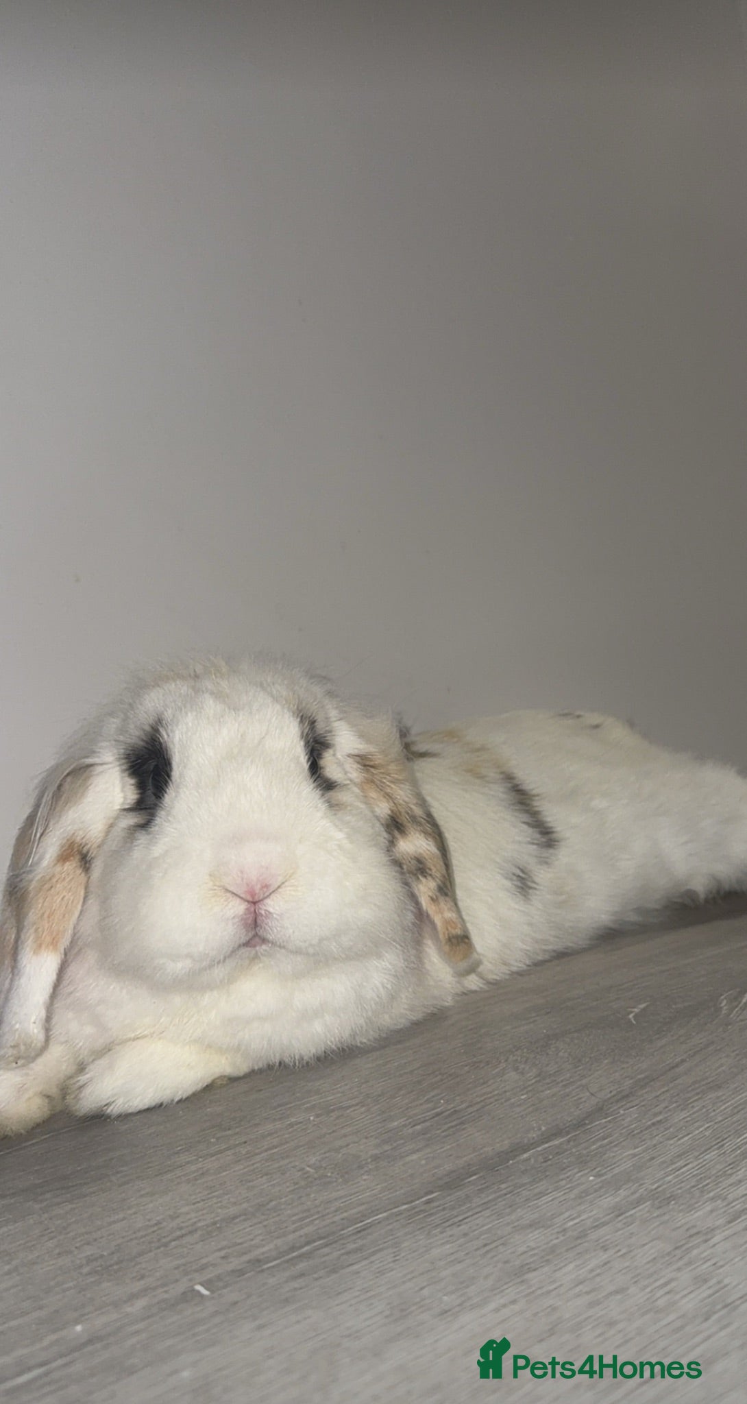 Lionhead rabbits Beautiful Lionhead Lop Male Rabbit - Advert 1