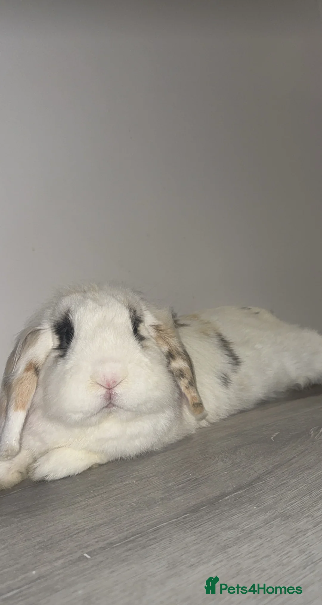 Lionhead rabbits for sale: Beautiful Lionhead Lop Male Rabbit in Chatham - Advert 1