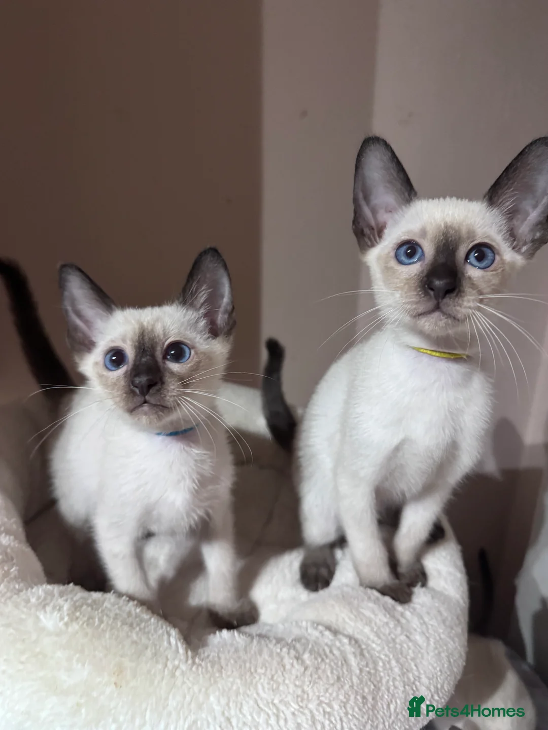 Siamese cats for sale: 4 affectionate male Siamese kittens  - Advert 12