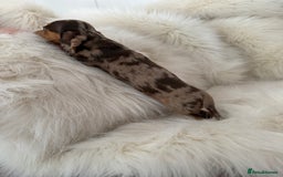 Miniature Dachshund dogs for sale: Stunning Silver & Chocolate Dapple Miniatures - Image 18