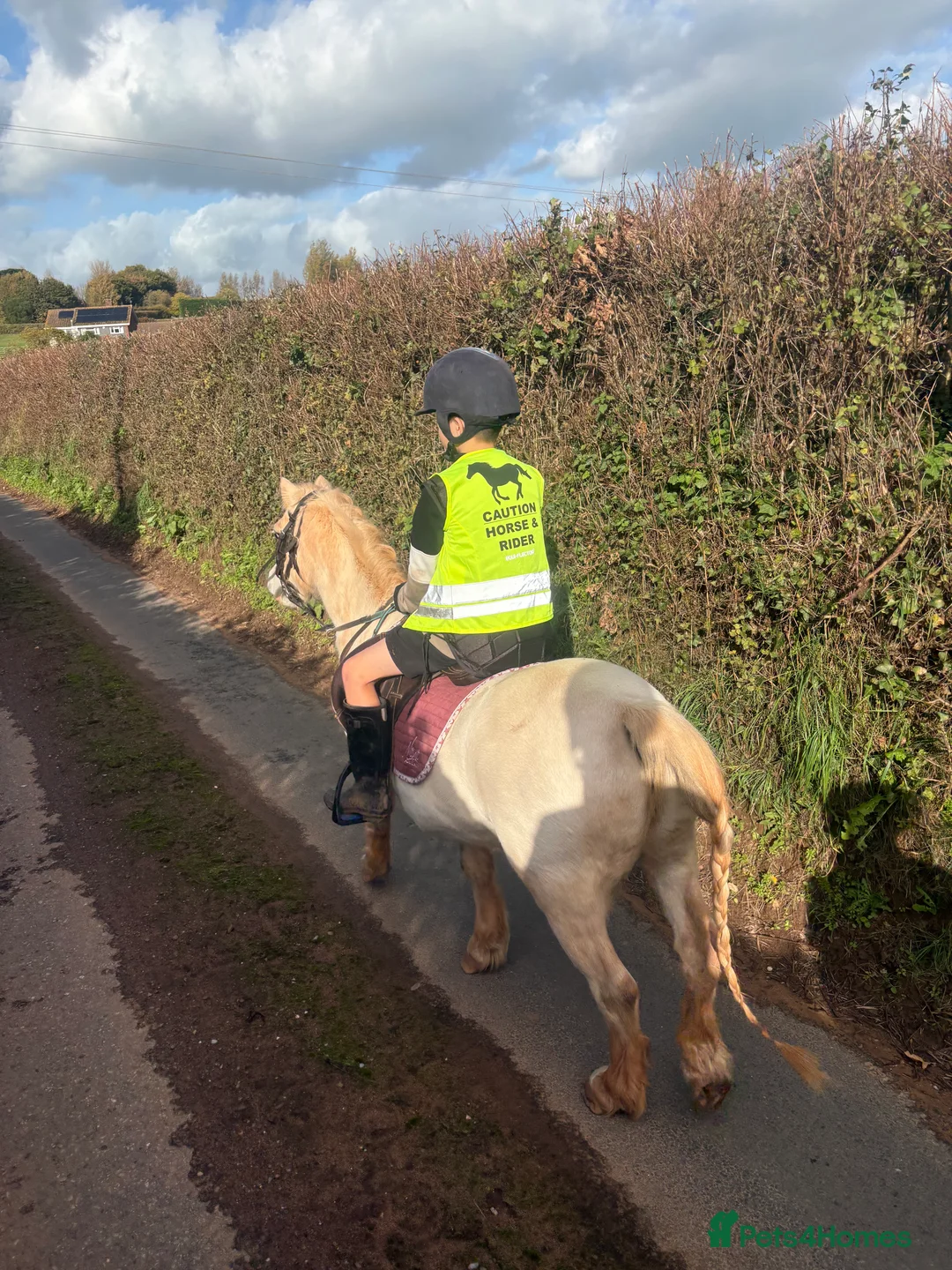 Welsh Section A horses for sale: Welsh section A grey pony  - Advert 2