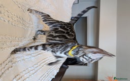 Bengal cats for sale: 🤍🖤🩶 Bengal Kittens 🩶🖤🤍 in Barnoldswick - Image 2