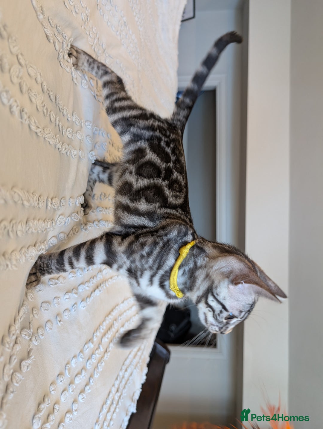 Bengal cats for sale: 🤍🖤🩶 Bengal Kittens 🩶🖤🤍 in Barnoldswick - Image 2