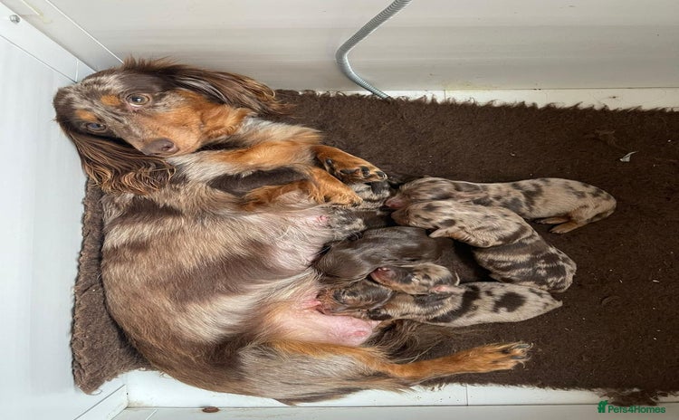 Miniature Dachshund dogs Miniature Long Haired Dachshund Puppies - Advert 1