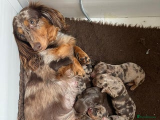 Miniature Dachshund dogs Miniature Long Haired Dachshund Puppies - Advert 18