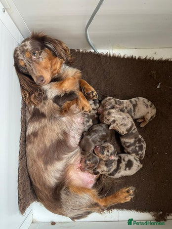 Miniature Dachshund dogs Miniature Long Haired Dachshund Puppies - Advert 1