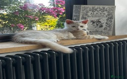 Maine Coon cats for sale: Stunning Red Smoke Male Maine Coon - Image 1