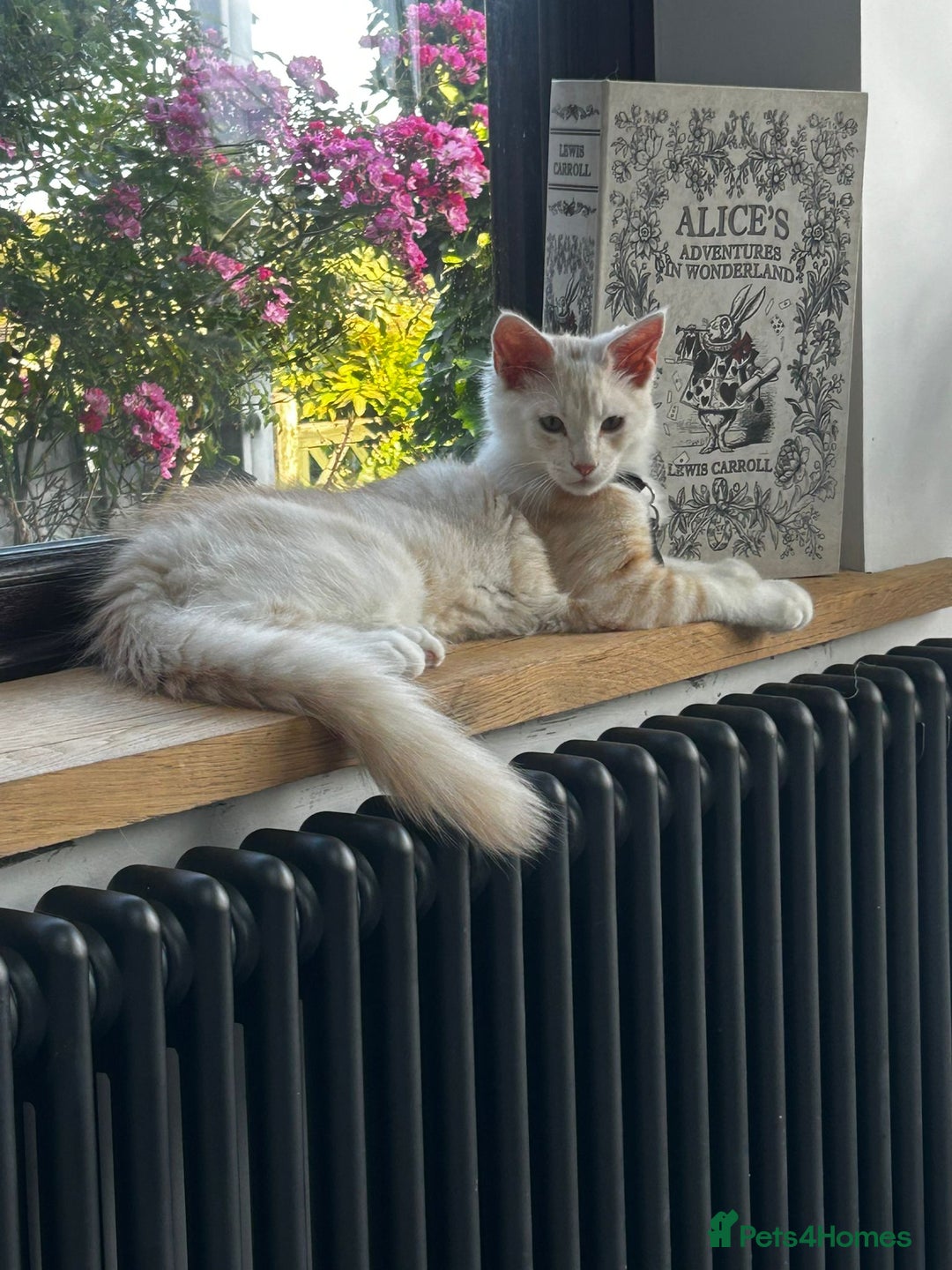 Maine Coon cats for sale: Stunning Red Smoke Male Maine Coon - Image 1