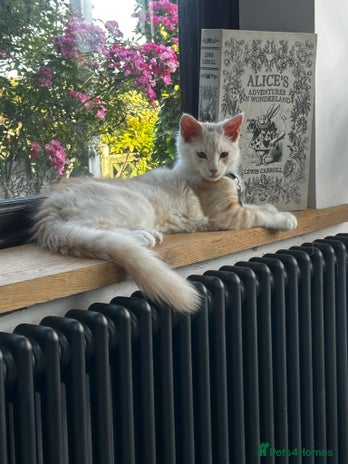 Maine Coon cats - Advert 1