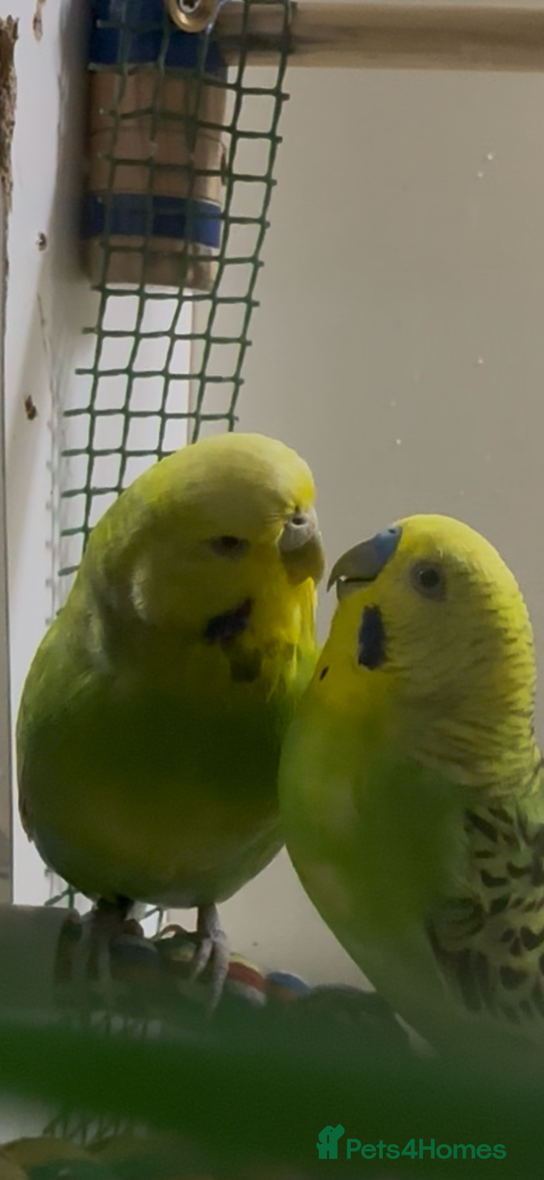 Budgerigars birds for sale: Budgies for sale  - Advert 10
