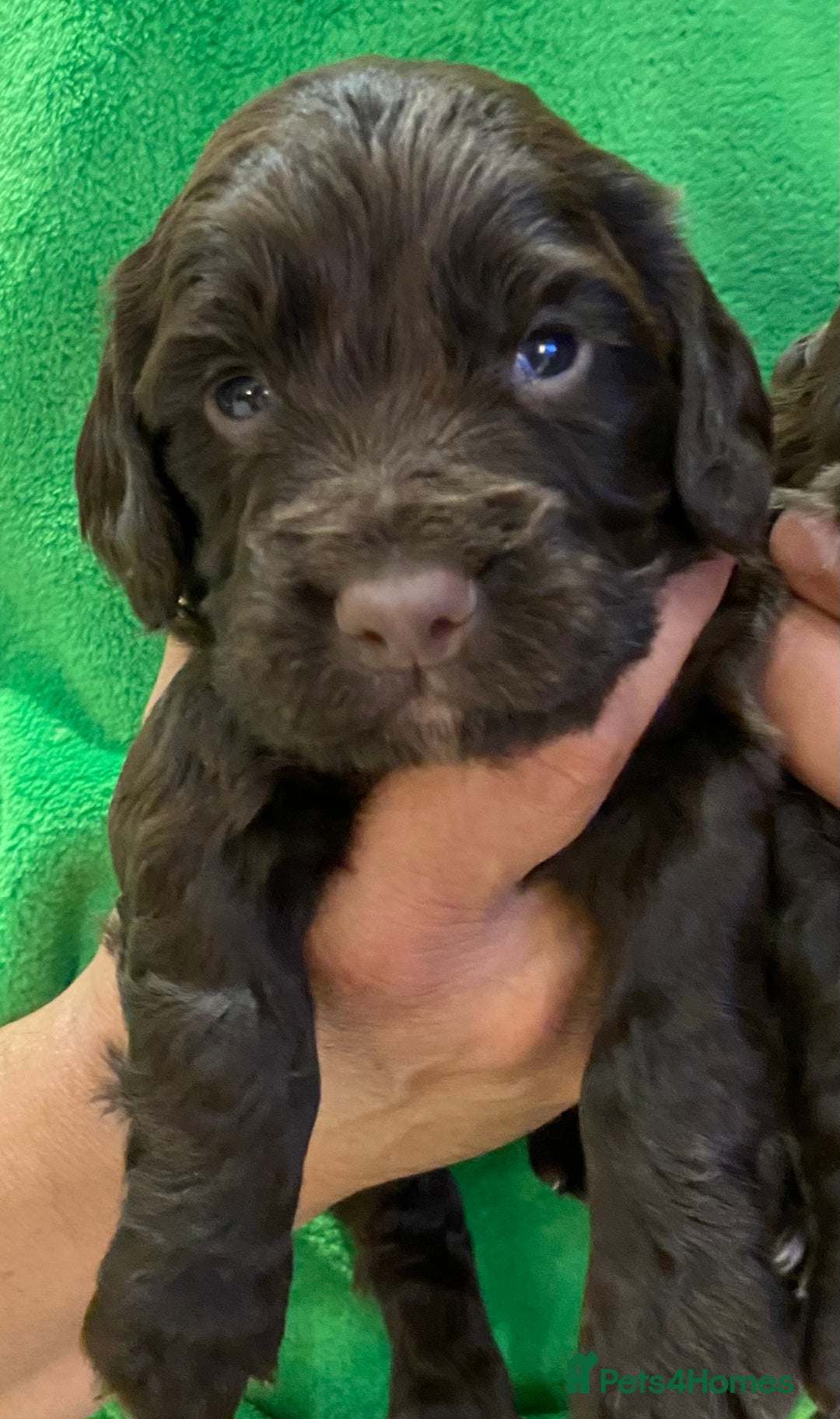 Cocker Spaniel dogs for sale: Beautiful KC Registered Cocker Spaniels - Image 10