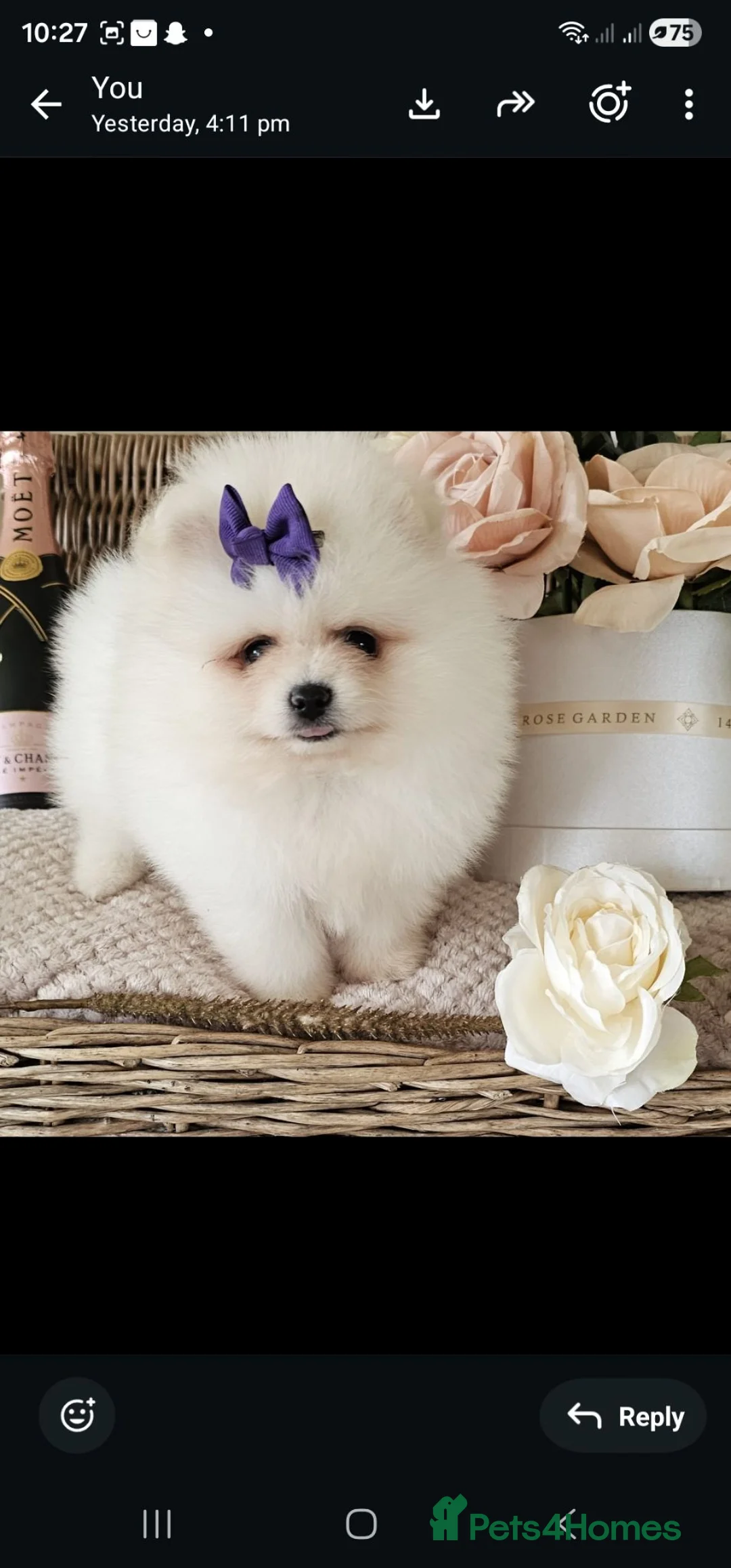 Pomeranian dogs for sale: Pomeranian puppies  in Maidstone - Advert 2