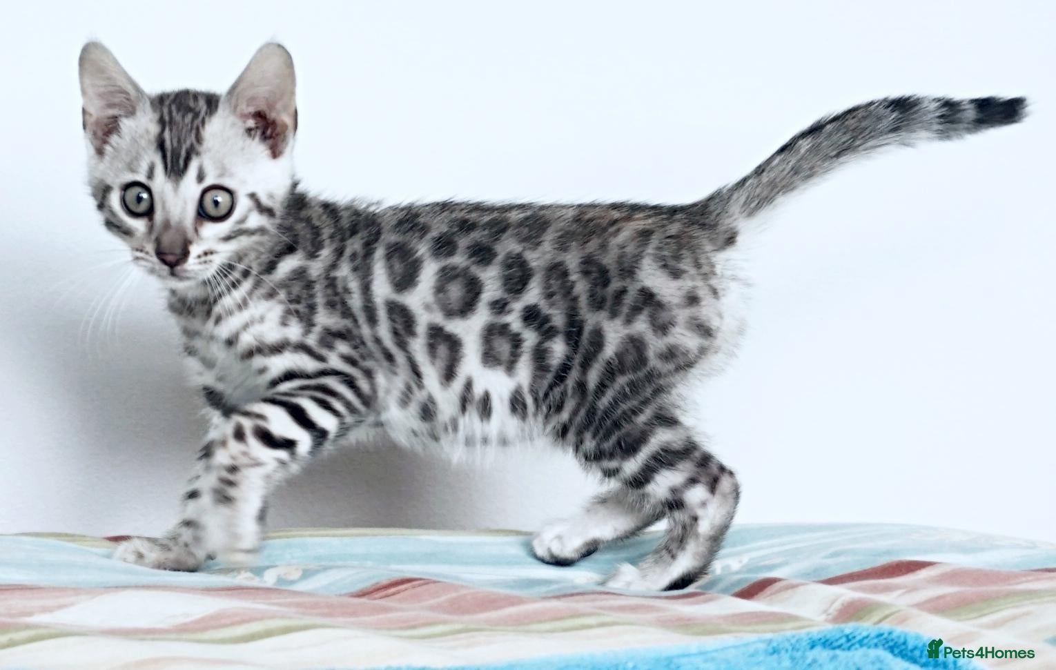 Bengal cats Silver Black Rosette Bengal Kitten - Advert 7