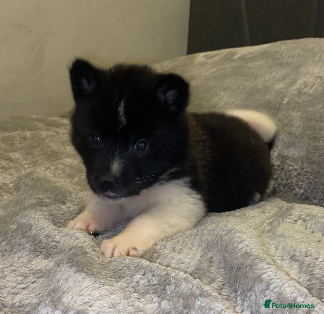 Akita dogs for sale: Beautiful American Akita Puppies 9 Boys 3 Females  - Advert 38