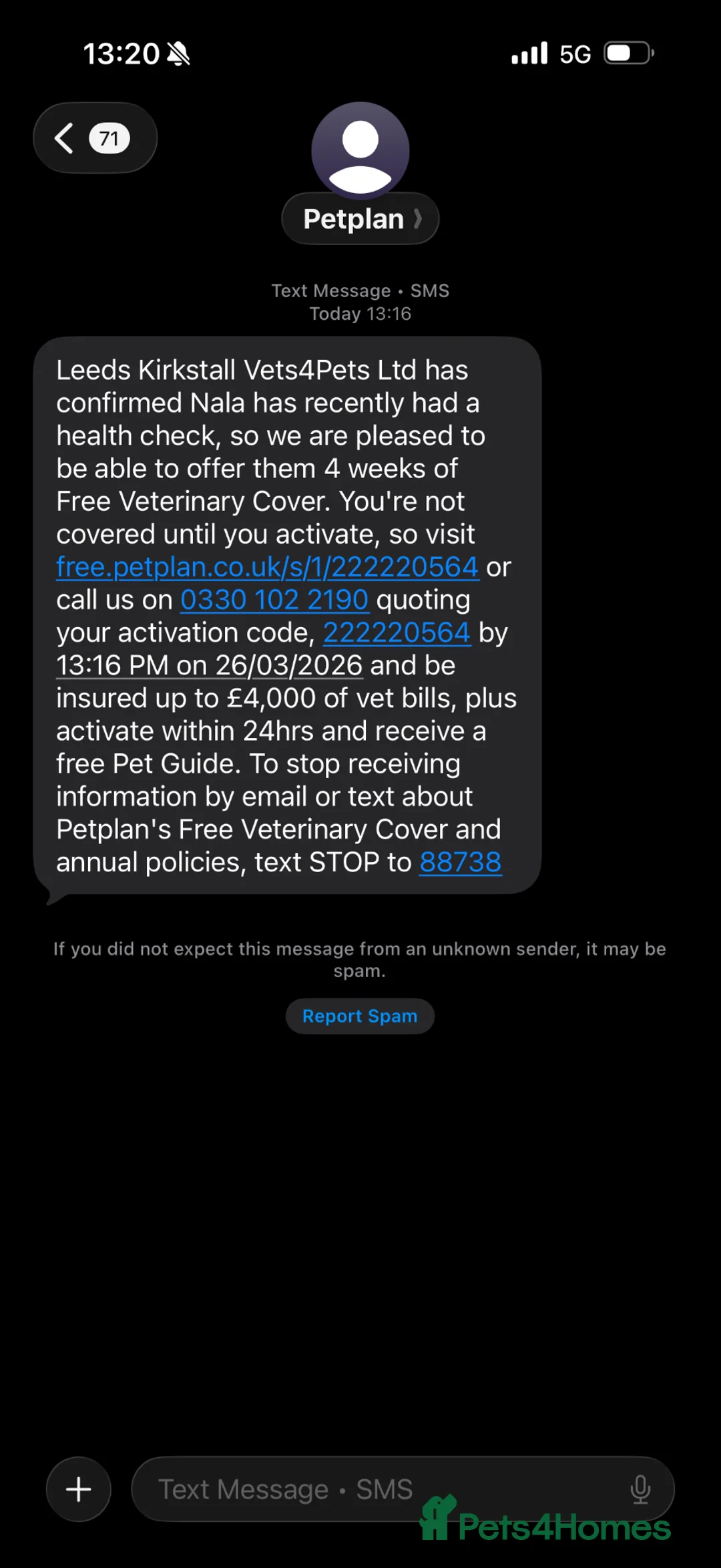 Ragdoll cats for sale: RAGDOLL TABBY - Advert 6