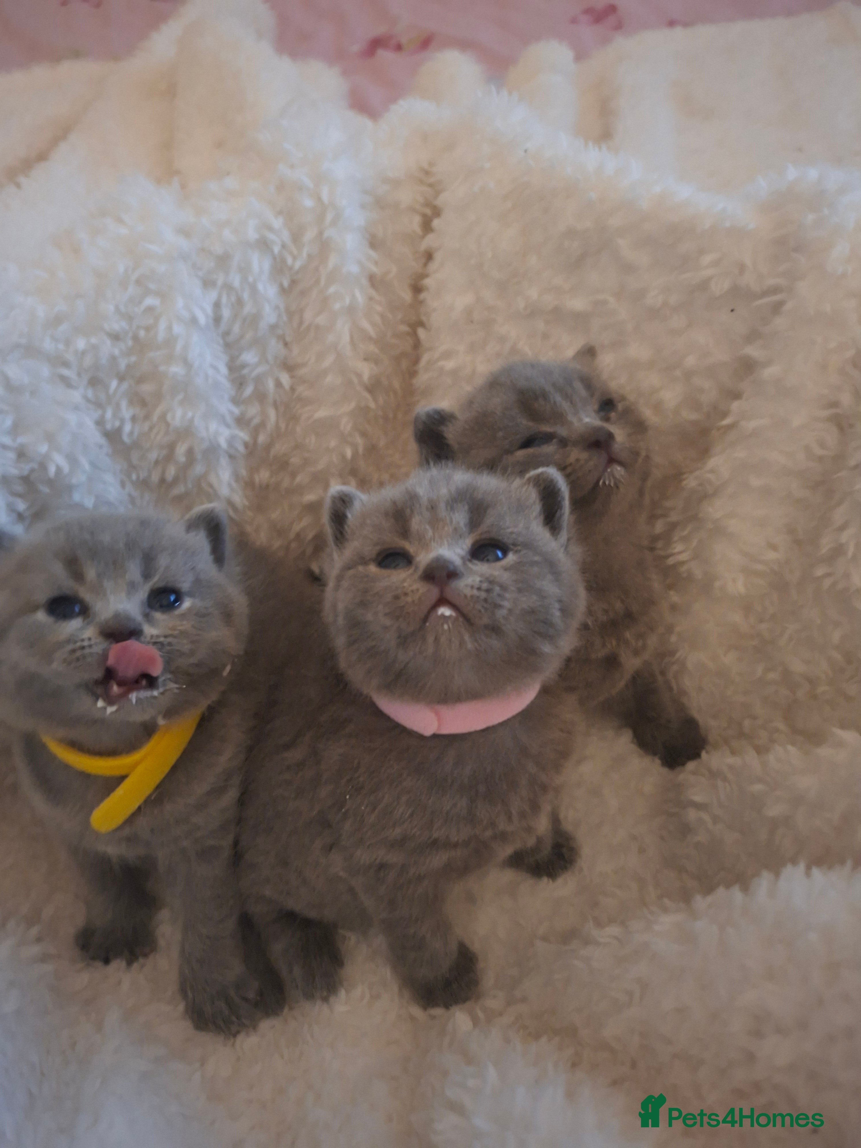 British Shorthair cats Show quality only 2 still available to reserve - Advert 4