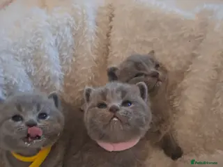 British Shorthair cats Show quality only 2 still available to reserve - Advert 4