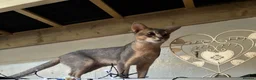Abyssinian cats for sale: Three Abyssinian sisters looking for a new home - Advert 10