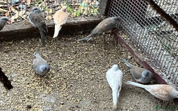 Doves birds for sale: Diamond doves for sale 2025 bred  - Image 10