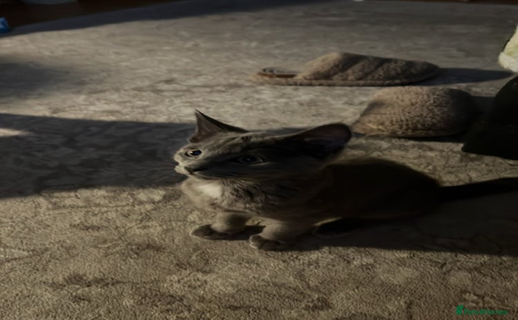 Russian Blue cats - Advert 11