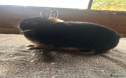 Netherland Dwarf rabbits for sale: Lovely Netherland Dwarf rabbits  - Advert 6