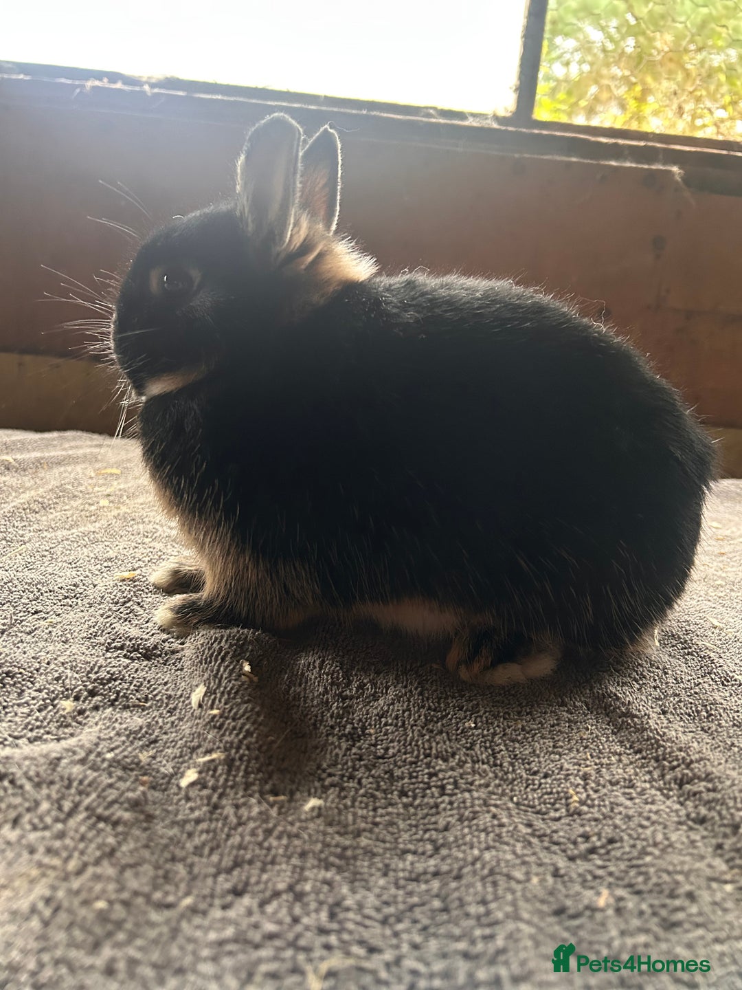 Netherland Dwarf rabbits for sale: Lovely Netherland Dwarf rabbits  - Advert 6