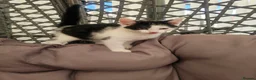 Mixed Breed cats for sale: Kittens - Advert 13