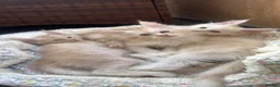 Maine Coon cats for sale: Beautiful mainecoon boy - last one remaining  - Advert 11