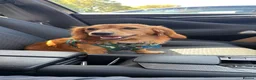 Dachshund dogs for stud: Red Long Haired Dachshund Stud in Prescot - Advert 1