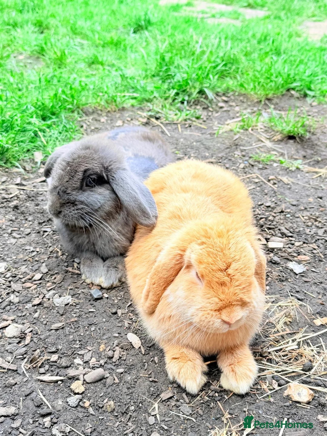 Mini Lop rabbits for sale: Mini lop bunny  in London - Advert 2