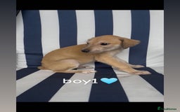 Lurcher dogs for sale: Beddlington whippet saluki greyhound  - Image 3