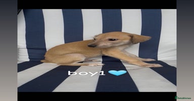 Lurcher dogs - Advert 16