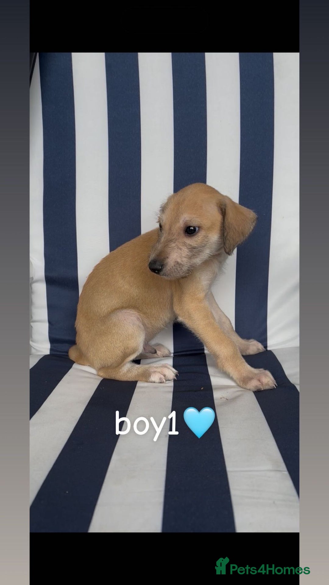 Lurcher dogs for sale: Beddlington whippet saluki greyhound  - Image 3