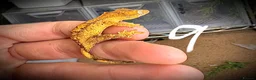 Gecko reptiles for sale: Baby crested gecko mixed  - Advert 3