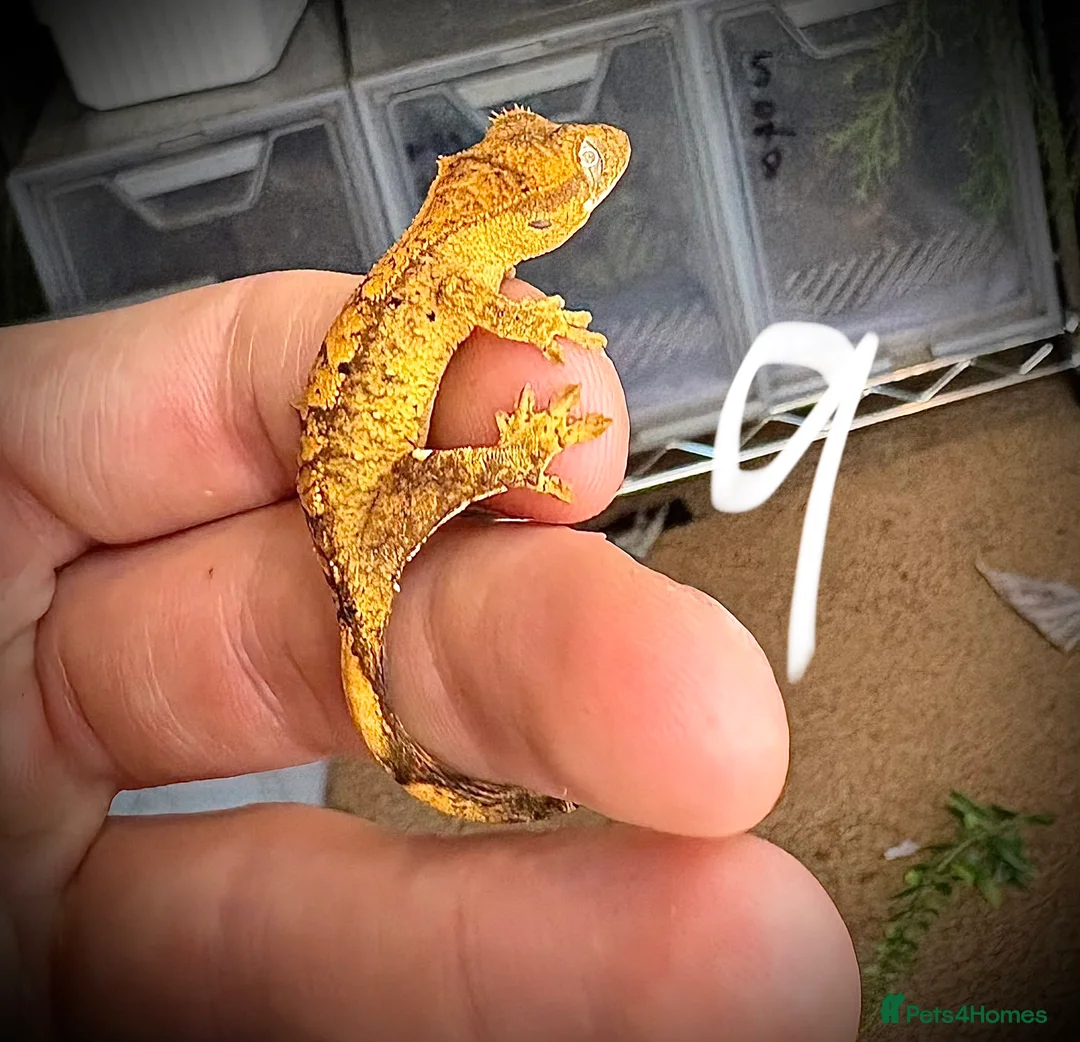 Gecko reptiles for sale: Baby crested gecko mixed  - Advert 3