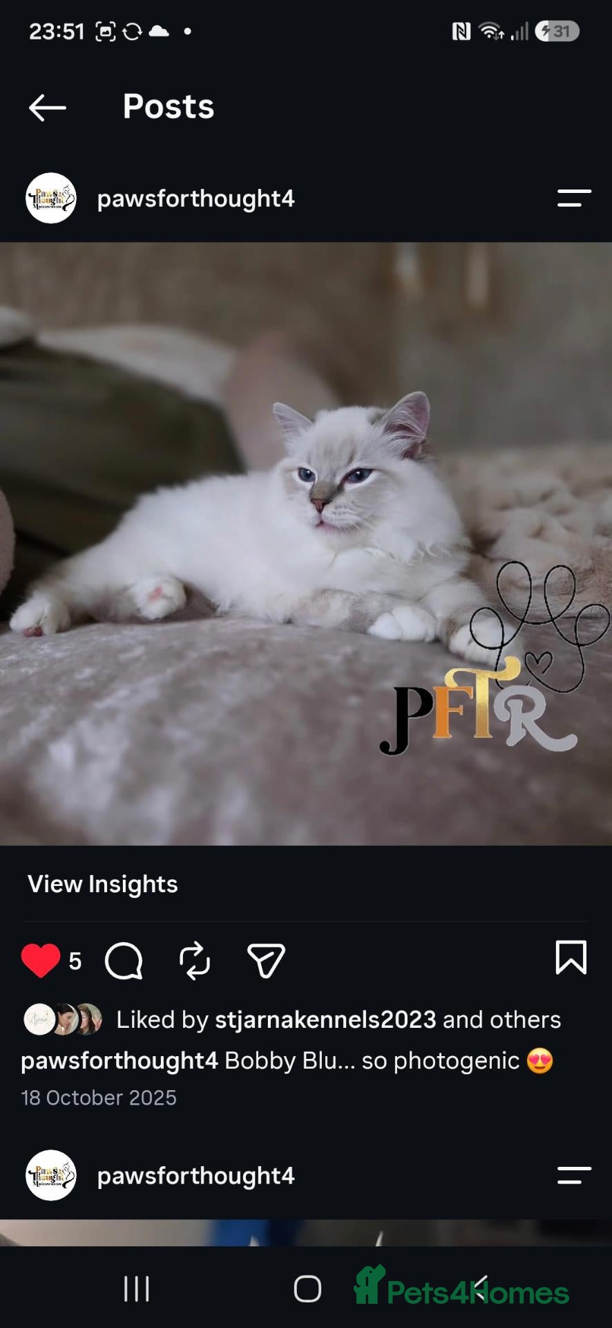 Ragdoll cats Exceptional Blue lynx Tica reg ragdoll  - Advert 2