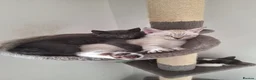 Russian Blue cats for sale: 3 Beautiful kittens ready to go in Lowestoft - Advert 9