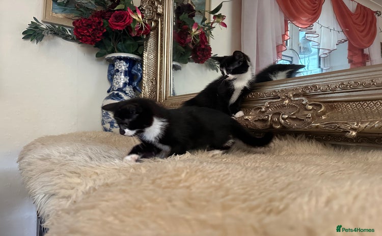 Mixed Breed cats - Advert 8