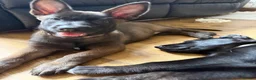 Belgian Shepherd Dog dogs for sale: last Belgian shepherd Harry READY TO GO - Advert 25