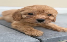 Maltipoo dogs for sale: Gorgeous healthy happy maltipoos ready now  - Image 7
