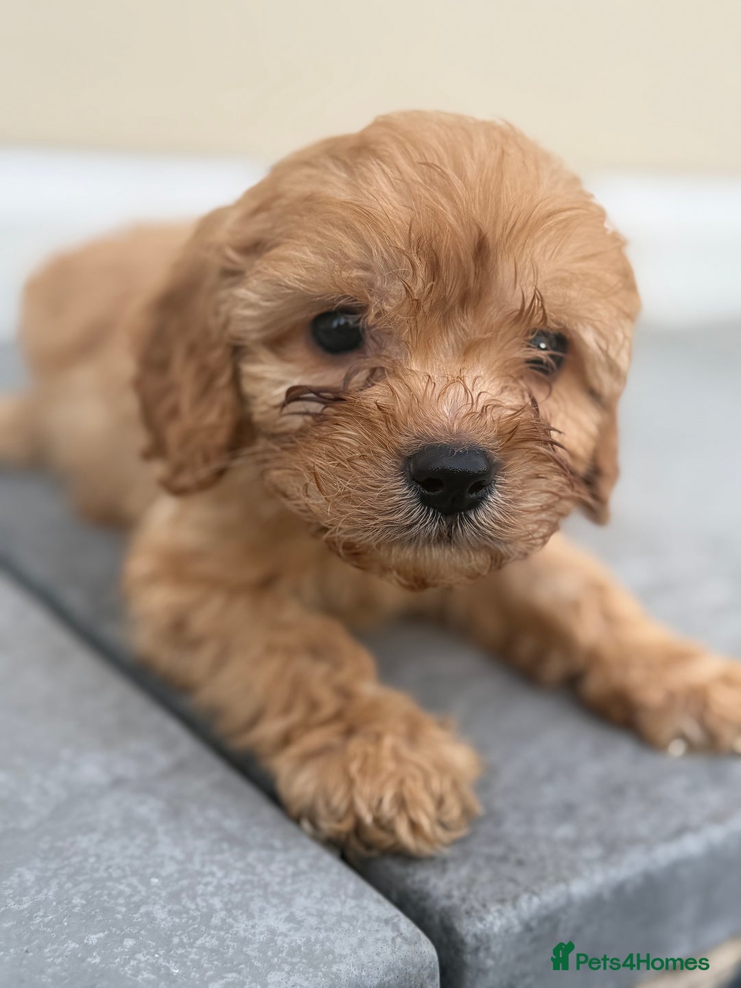 Maltipoo dogs for sale: Gorgeous healthy happy maltipoos ready now  - Image 7