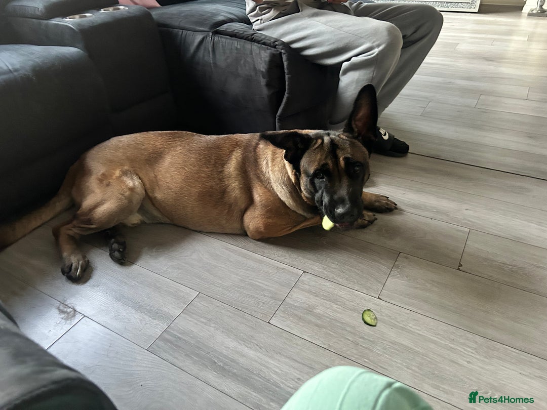 Belgian Shepherd Dog dogs for sale: Belgium Shepard  - Image 2
