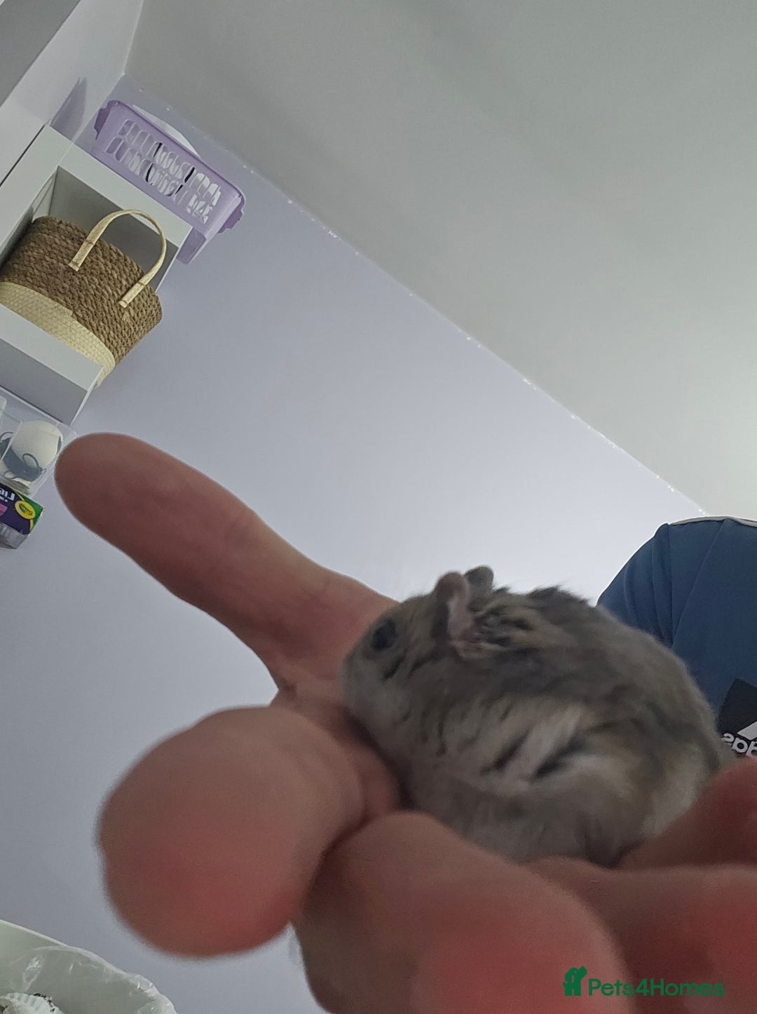 Hamster rodents for sale: Hamster and cage free to good home - Image 3
