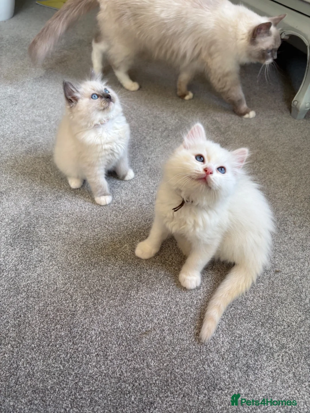 Ragdoll cats for sale: TICA & GCCF pedigree ragdoll kittens - Advert 18