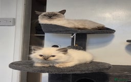 Ragdoll cats for sale: Pure blue mitted Ragdoll kittens - Image 6
