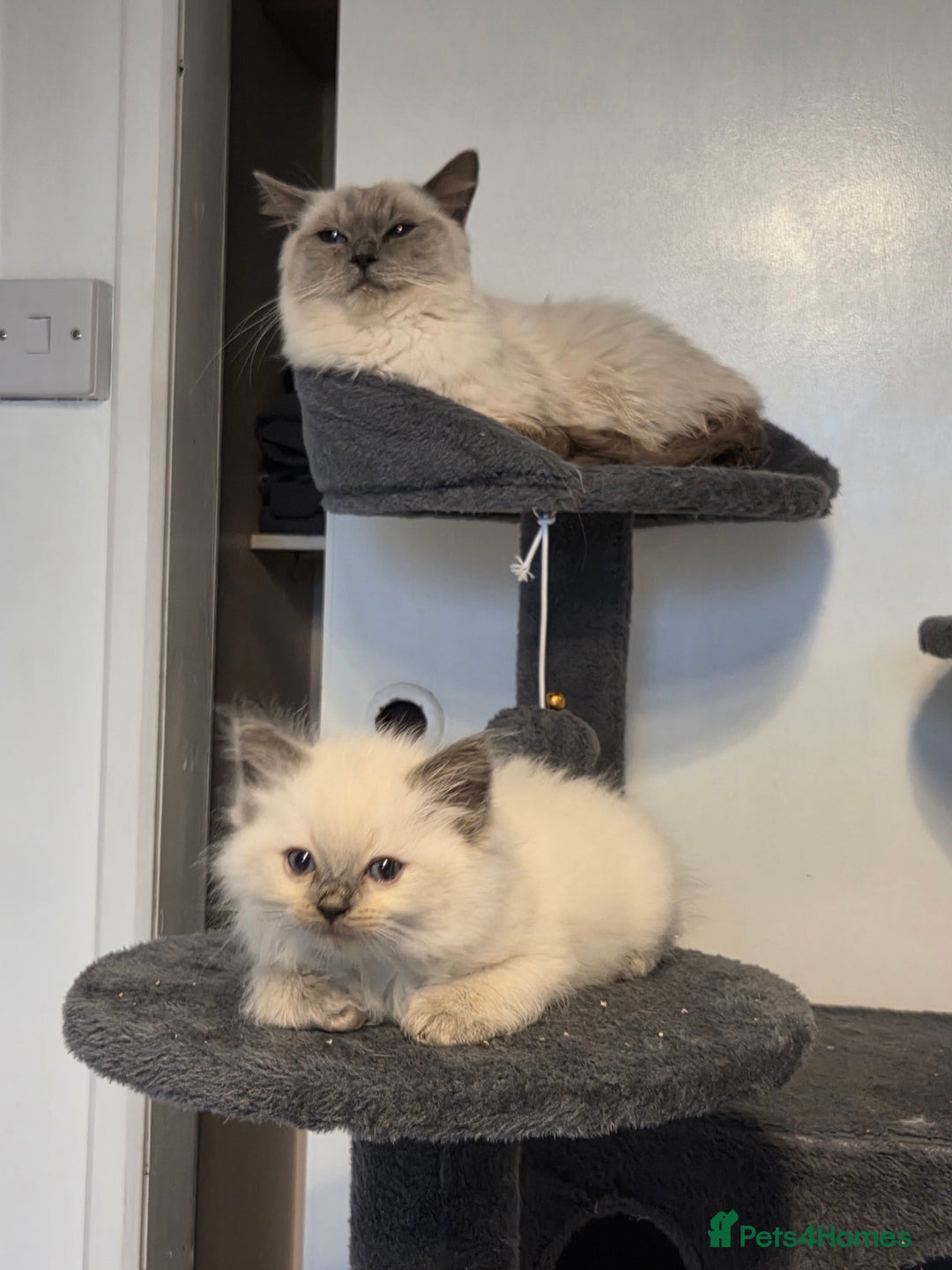 Ragdoll cats for sale: Pure blue mitted Ragdoll kittens - Image 6